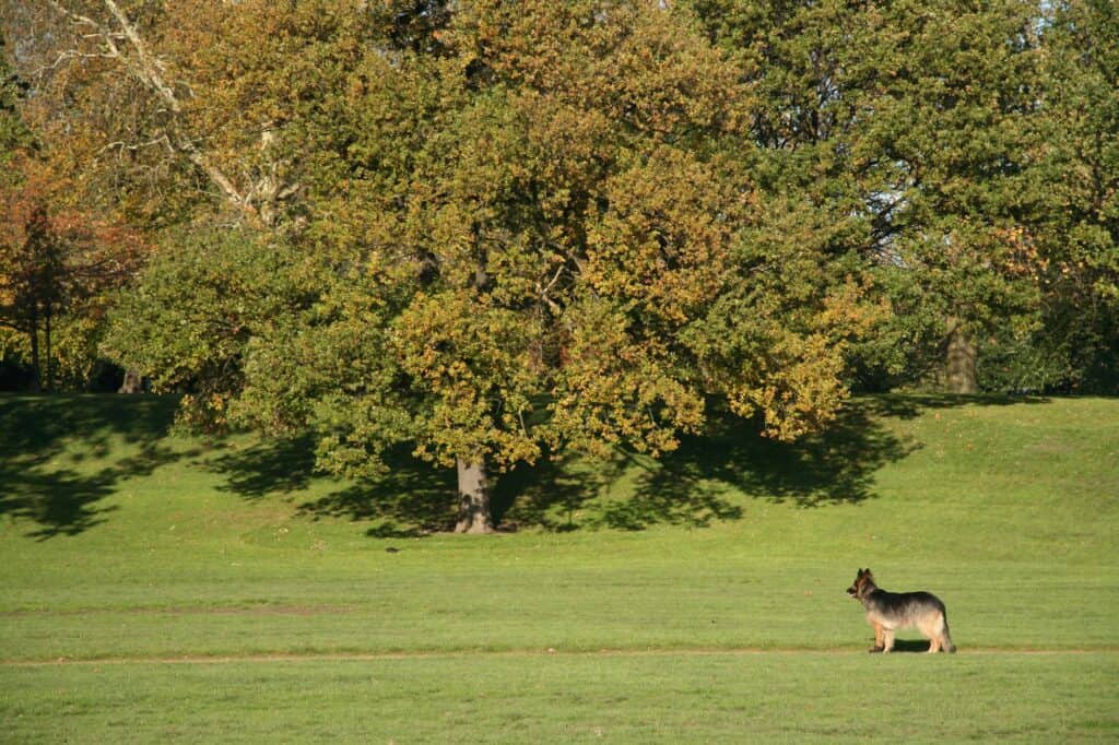 A dog in a green park