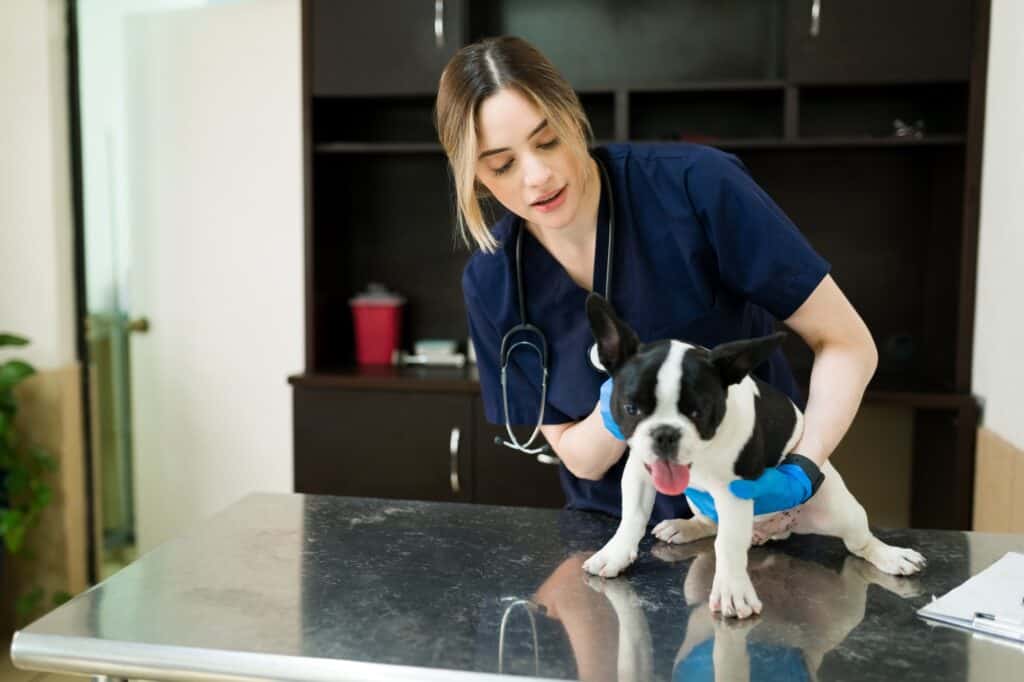 A Boston terrier visits a vet before the move