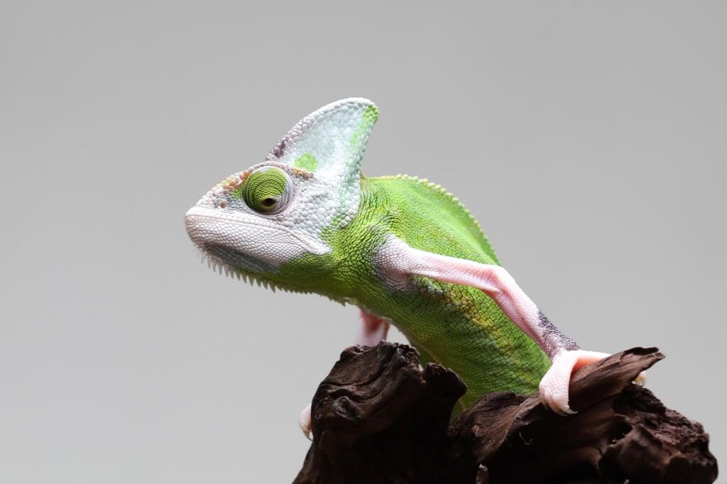 Closeup photo of a juvenile chameleon at home
