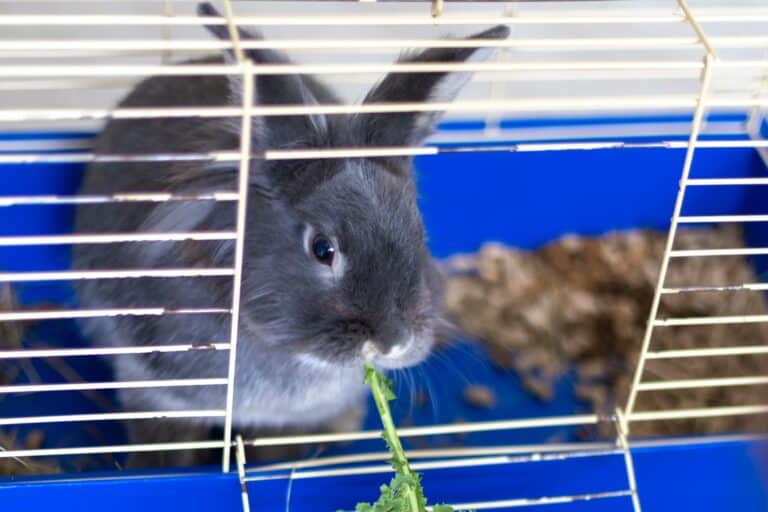 A pet rabbit eating a leafy vegetable in the concept of 'Managing Pet Transportation When Moving House to Hounslow'.